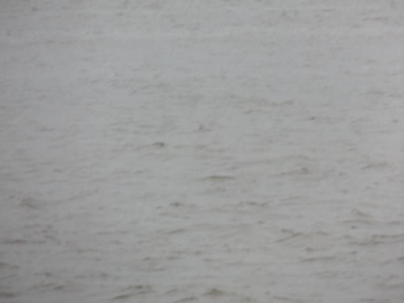 Spyder on the Bayou Cajun Conntry 102