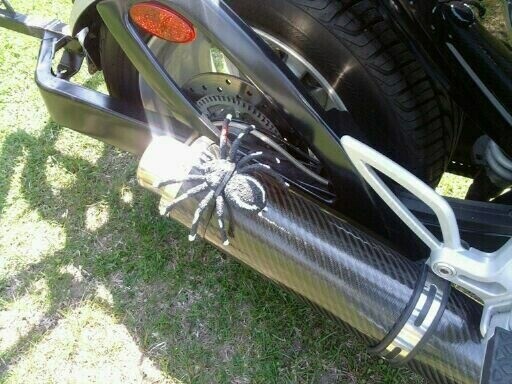 Spyder on the muffler