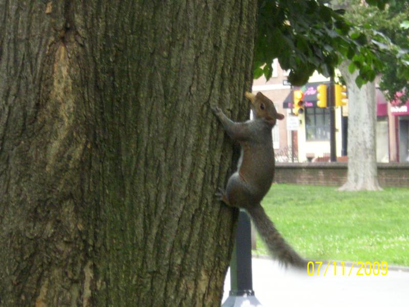 Squirrel with peanut in mouth.  Phili, PA