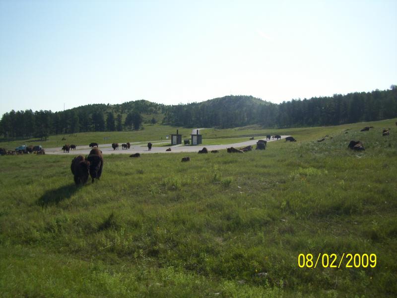 Still roaming buffalo.