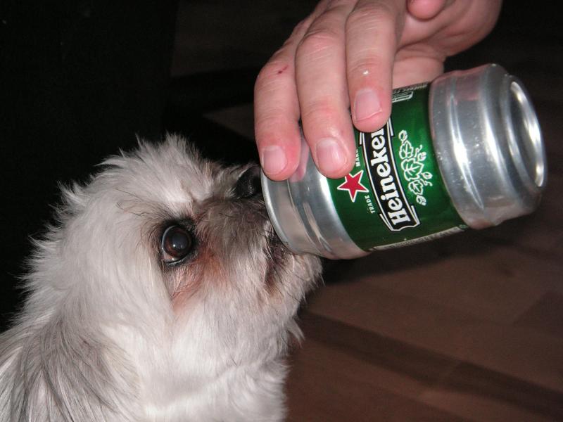 Sweet little Piko 
(March 2005-February 2008)