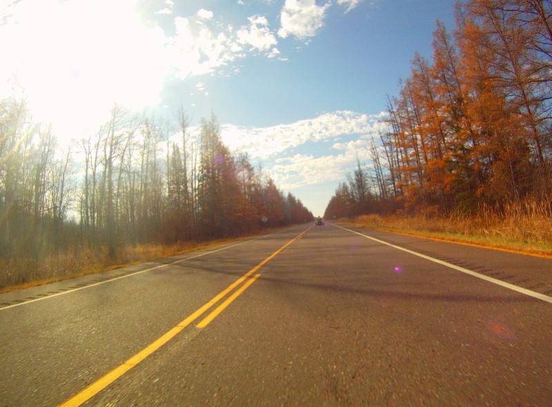 Tamarack trees have turned to gold.