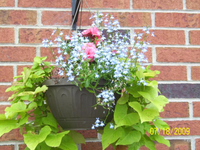 Tame flowers at the hotel.