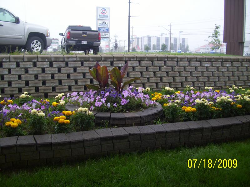 Tame flowers at the hotel.