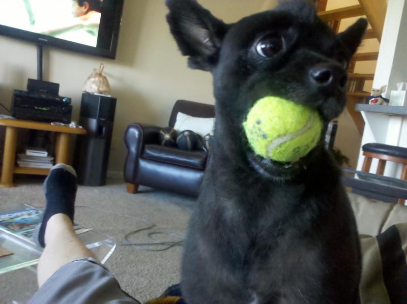 Teddy daring you to take his ball :)~