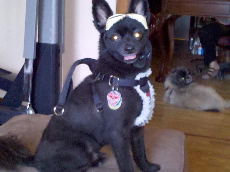 Teddy ham'n it up for the camera. He put his doggles up on-top of his head himself. That's the harness that I was talking about in the one post. At St