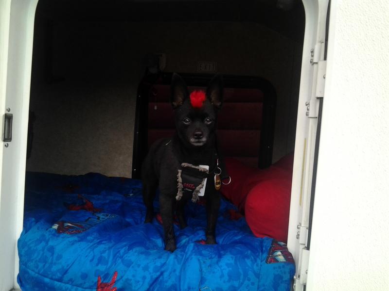 Teddy ready for a nap after getting his belly full of Bar-B-Q ...... mmmmmm mmmmmmm GOOD!