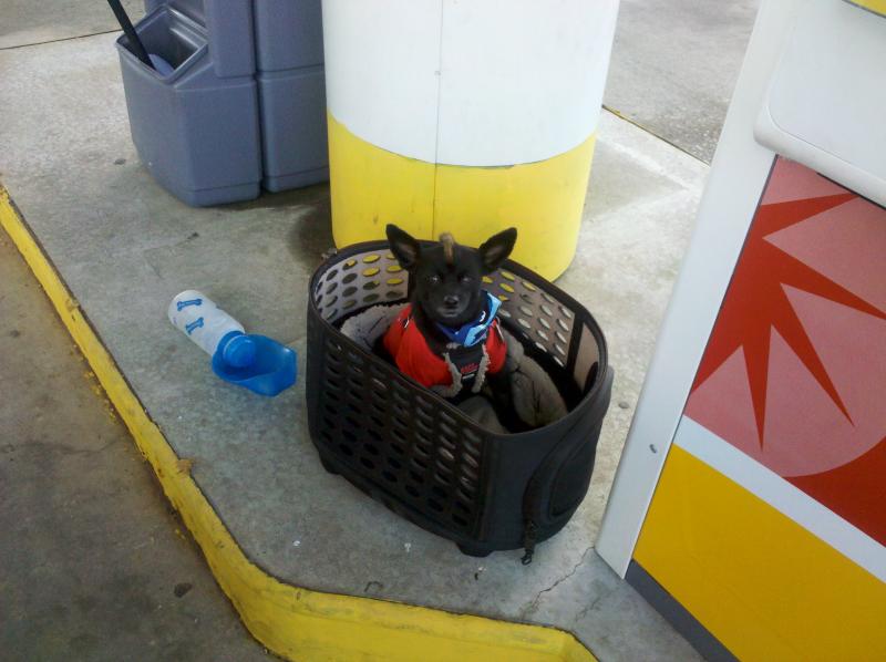 Teddy waiting for me to feed the SpYder