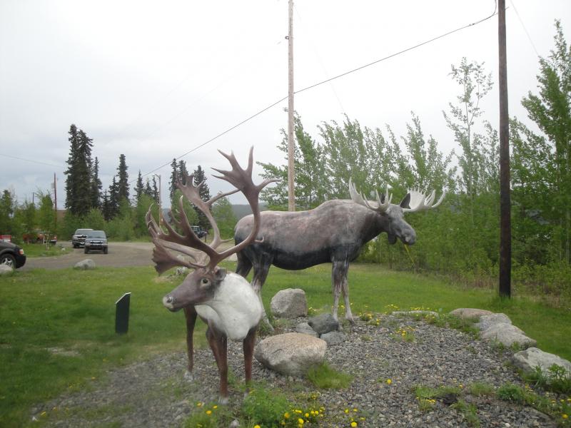 Teslin, Yukon Territory - Critters I might hit.