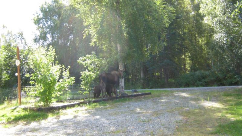 The feast at the apple trees