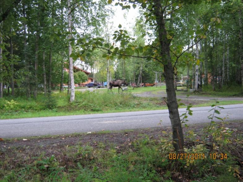 The neighborhood moose in yard across the road from my place.  The little one is just to the left standing in the driveway behind.