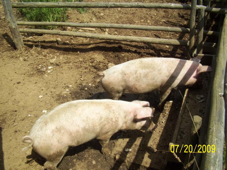 The pigs; warned that they bite.