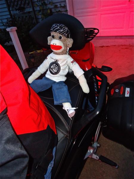 The sock monkey isn't wearing a helmet. He wants to join the hooligans and thinks his do rag might impress them.