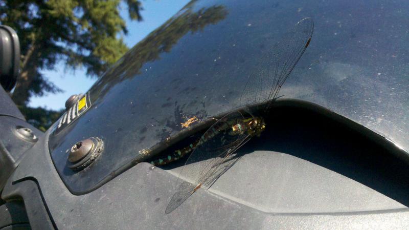 This is what happens when you try hitchiking while the Spyder is moving.