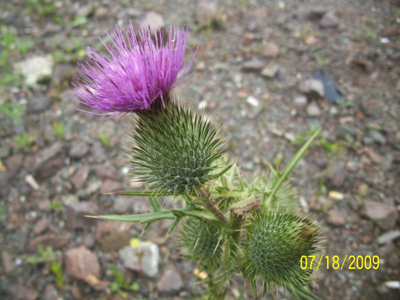 Thistle by the roadside.