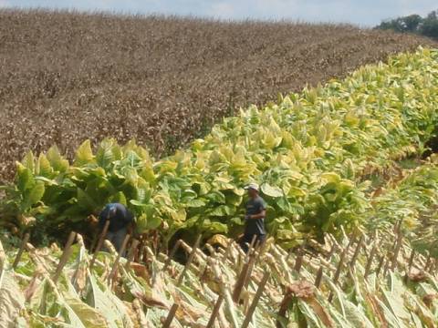 tobacco harvest