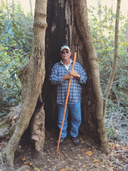 Tulip poplar in Joyce Kilmer Memorial Forest