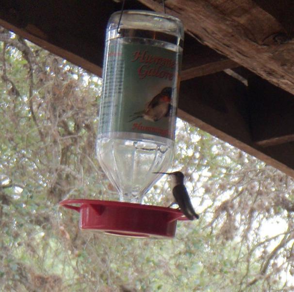 Vanderpool TX Hummingbirds