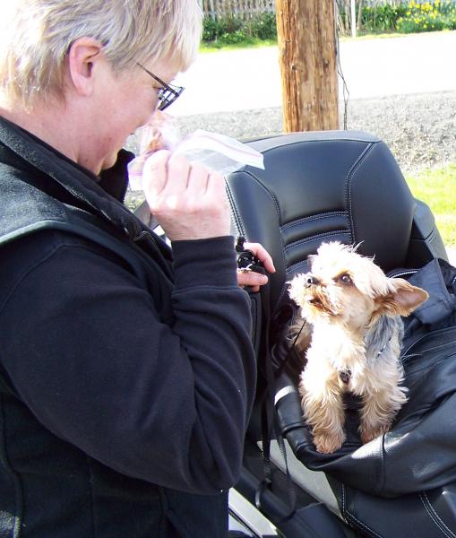 Vaughn's backseat driver.  Our 6 pound Yorkie, Bad Leroy Brown, loves to ride with us.  He stays between us, securely tethered to me by a leash wrappe