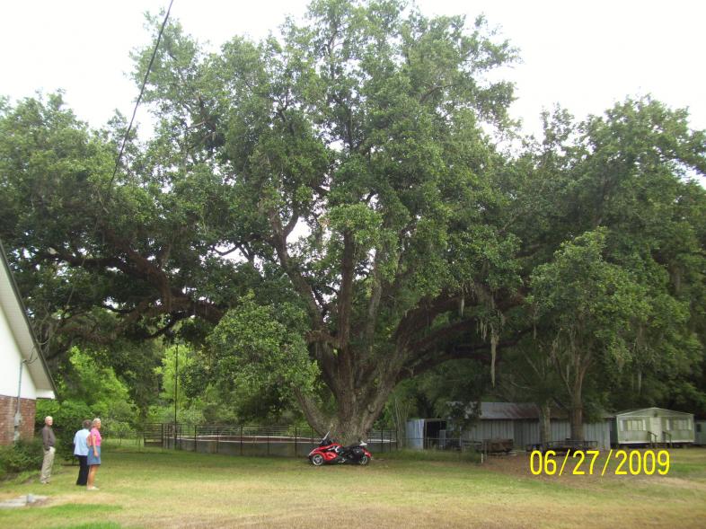 Vincent live oak, Lake Arthur, LA.