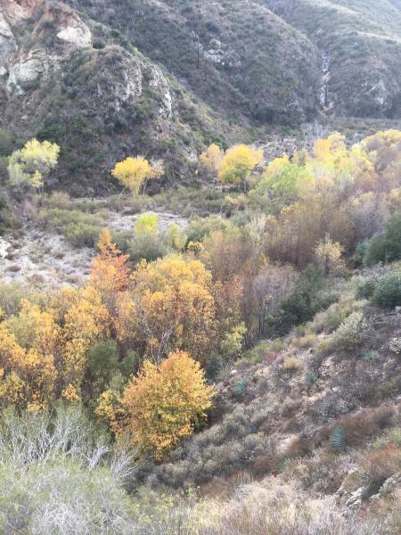 What can one say you have to stop and smell the trees!!