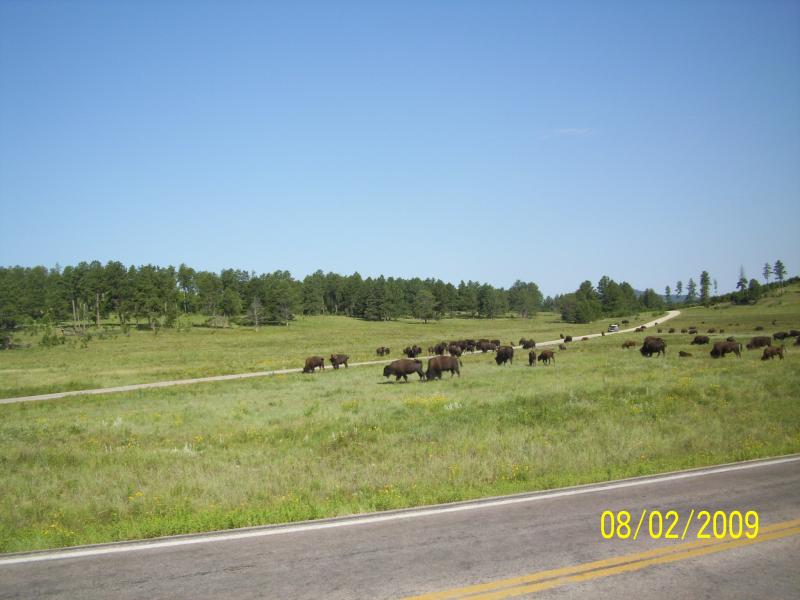 Where the deer and the buffalo roam.