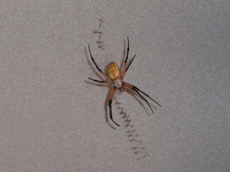 Wolf Spider - Fredericksburg, Texas