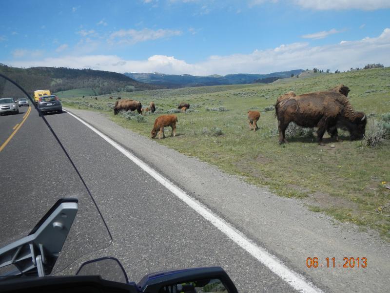 WY Yellowstone Buffalo Grazing 2013 Jun