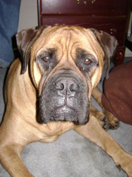 Xena my mastiff 175 lb 3 yr old