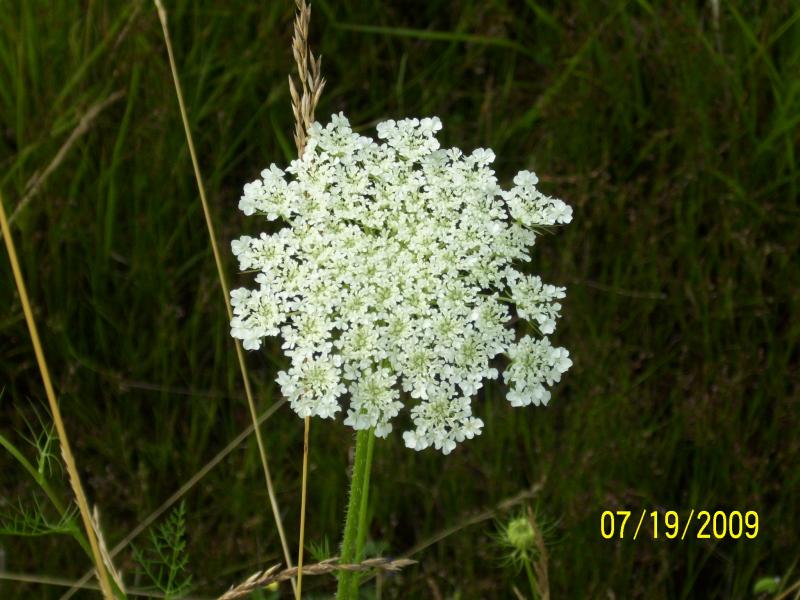 Yarrow?
