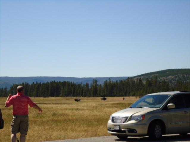 Yellowstone Buffalo